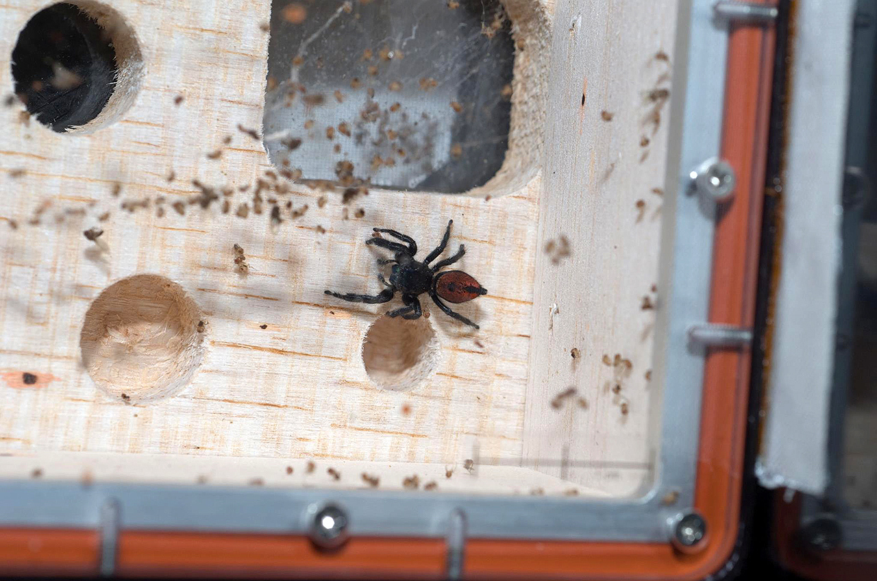 Space Spider Lands in Smithsonian Display